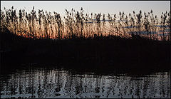 photo "Spain reed in sunset"