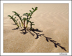 photo "Untitled"
