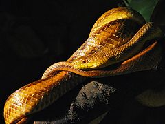фото "Serpent"