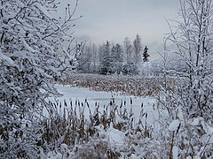 photo "Зимняя сцена"