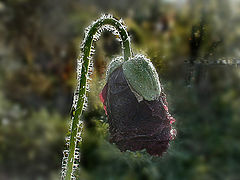 photo "***"