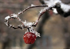 photo "***"