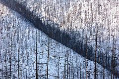 фото "линия жизни"