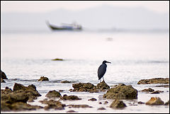 photo "Poultry and ship"