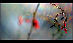 фото "* Berberis Vulgaris *"