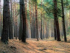 photo "Coniferous forest"