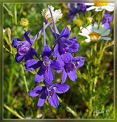 photo "At the edge of a field"