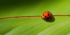 photo "Red thread..."
