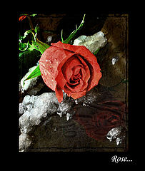 photo "***"