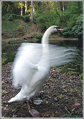 photo "Training to fly"