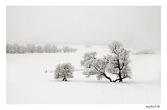 photo "****"