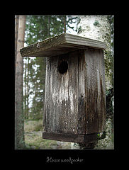 фото "House woodpecker"