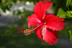 photo "***"
