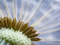 photo "katiusa"