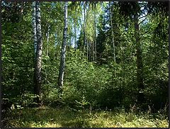 фото "Дух леса. Сказошная"