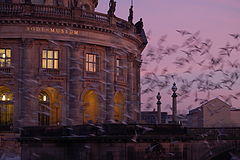 фото "Birds of Berlin"