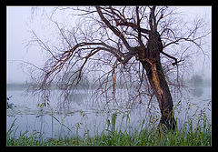 фото "Последнее лето"