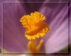 photo "Crocus"