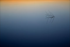 photo "The shortest straw"