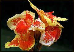 photo "The flame"
