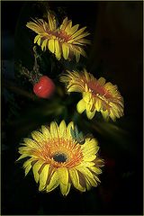 photo "Yellow Gerberas"