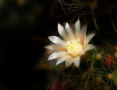 photo "cactus"