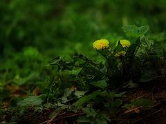 photo "Dandelion Head"