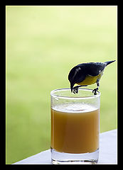 photo "Breakfast"