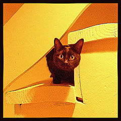 фото "Cat on steps"