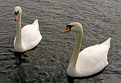photo "The Swans"