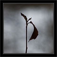 фото "Gothic b"