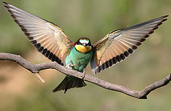 photo "Merops"