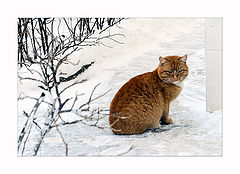 фото "Жил да был рыжий кот за углом -))"