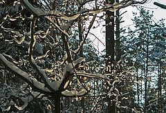 фото "Снежные змеи"