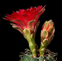 фото "Gymnocalycium baldianum."