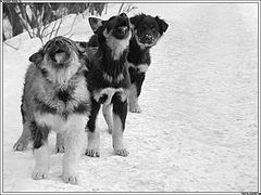 photo "whOm yOu bark?"