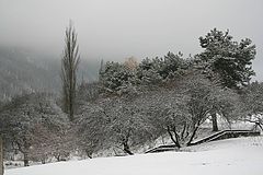 фото "Туман"