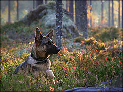 photo "German shepherd"