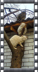 photo "***"