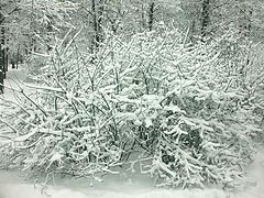 photo "***"
