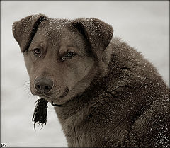 фото "собака друг человека."