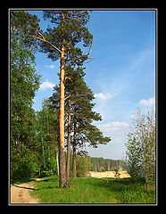 фото "pine-trees-2"