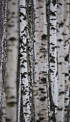 photo "***"