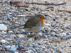 фото "Feathered Friend"