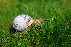 фото "Small"