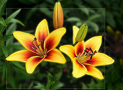 photo "Like the lanterns :)"