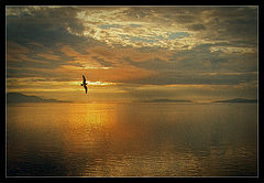 photo "Norway. Gold"