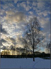 фото "Берёзка"