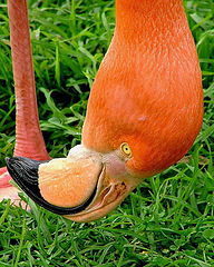 photo "Flamingo"