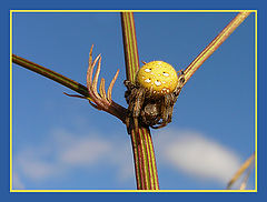 photo "Yellow Spider"